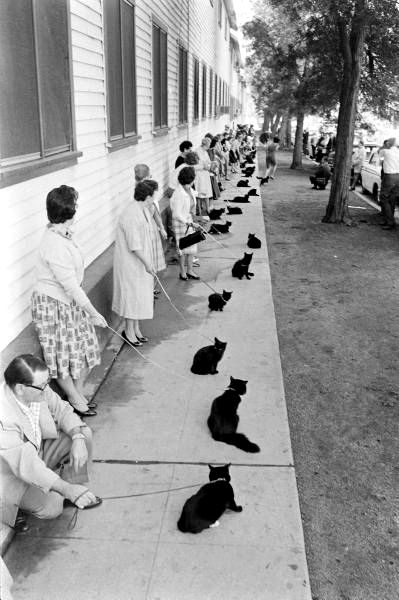 Owners with Their Black Cats, Waiting in Line For Audition in Movie "Tales of Terror"
